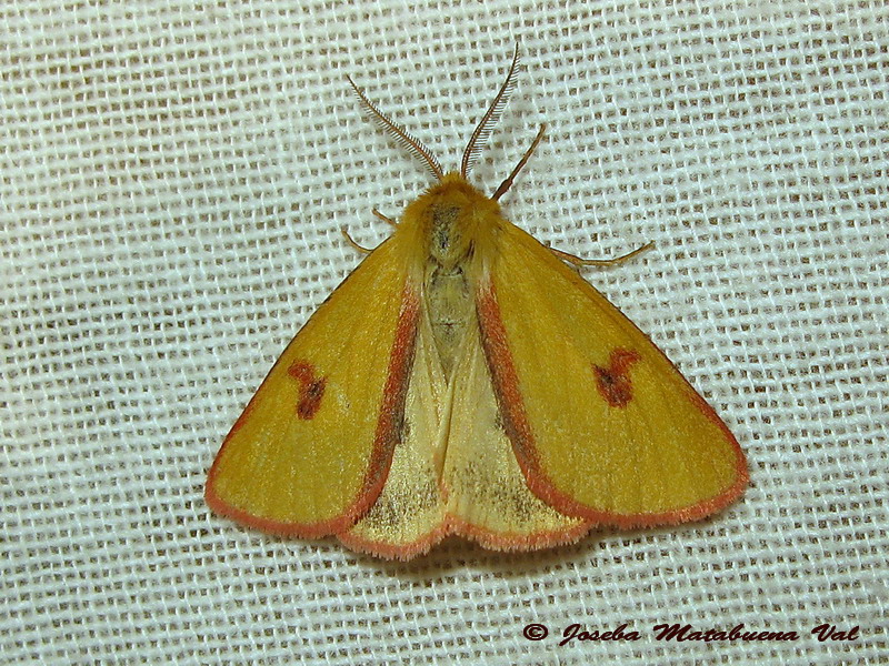 Diacrisia sannio - Erebidae Arctiinae